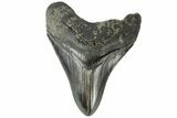 Fossil Megalodon Tooth - South Carolina #164985-2